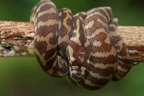Carpet python (Morelia spilota) curled on a branch Stock-Fotos