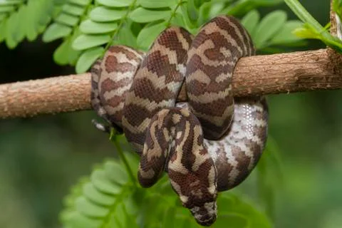 Carpet python (Morelia spilota) curled on a branch Stock Photos
