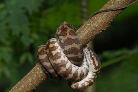 Carpet python (Morelia spilota) curled on a branch Stock-Fotos