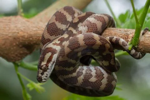 Carpet python (Morelia spilota) curled on a branch Stock Photos