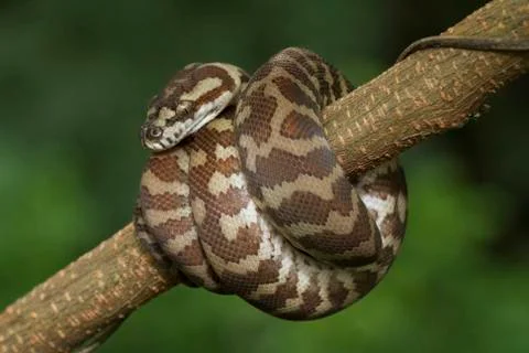Carpet python (Morelia spilota) curled on a branch 스톡 사진
