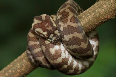 Carpet python (Morelia spilota) curled on a branch Stock-Fotos