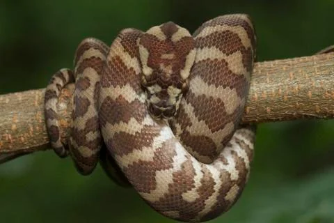 Carpet python (Morelia spilota) curled on a branch Stock Photos