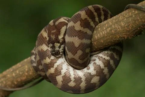 Carpet python (Morelia spilota) curled on a branch Stock Photos
