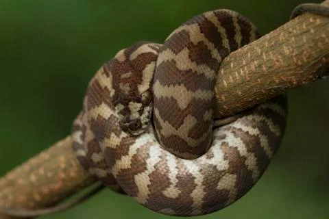 Carpet python (Morelia spilota) curled on a branch Stock-Fotos