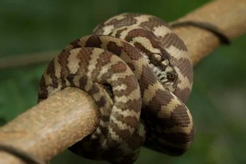 Carpet python (Morelia spilota) curled on a branch 写真素材