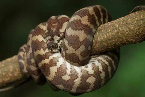 Carpet python (Morelia spilota) curled on a branch Photos