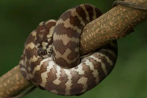 Carpet python (Morelia spilota) curled on a branch Stock Photos