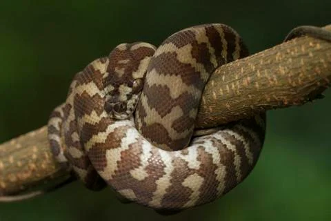 Carpet python (Morelia spilota) curled on a branch 스톡 사진