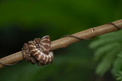 Carpet python (Morelia spilota) curled on a branch 스톡 사진