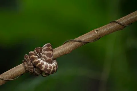 Carpet python (Morelia spilota) curled on a branch Stock-Fotos