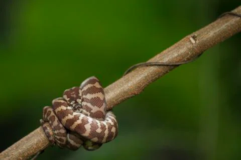 Carpet python (Morelia spilota) curled on a branch Stock-Fotos