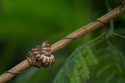 Carpet python (Morelia spilota) curled on a branch Stock-Fotos