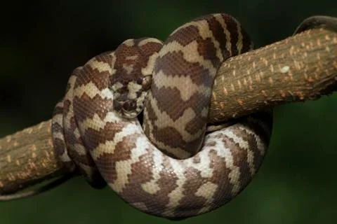 Carpet python (Morelia spilota) curled on a branch Foto stock