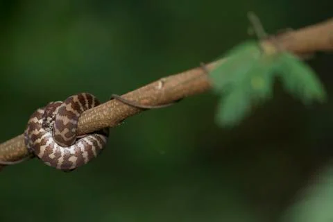 Carpet python (Morelia spilota) curled on a branch Photos