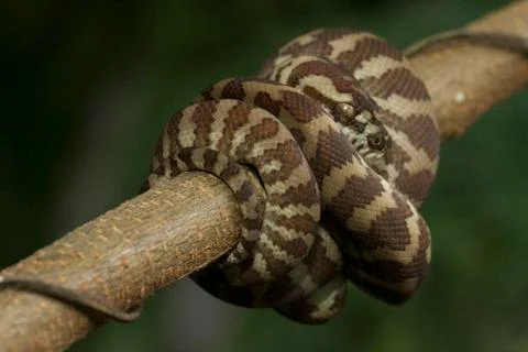 Carpet python (Morelia spilota) curled on a branch Stock Photos