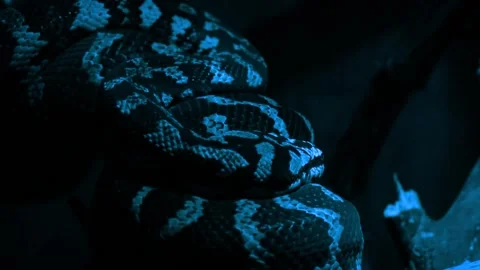 Carpet python (Morelia spilota) Video stock 205128057