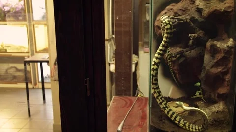 Carpet python (Morelia spilota) Video stock 245583703