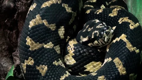 Carpet python (Morelia spilota) Video stock 259165533