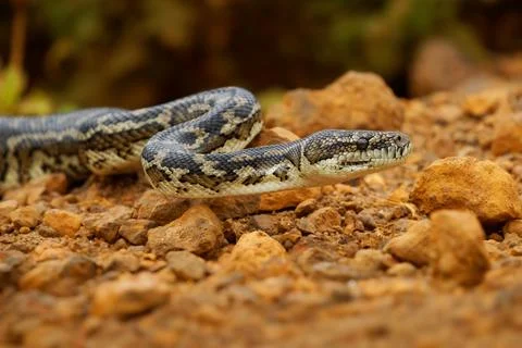 Carpet Python - Morelia spilota large snake of Pythonidae found in Australi.. Stock Photos