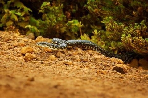 Carpet Python - Morelia spilota large snake of Pythonidae found in Australi.. Stock Photos