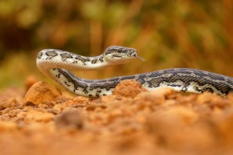 Carpet Python - Morelia spilota large snake of Pythonidae found in Australi.. Stock Photos
