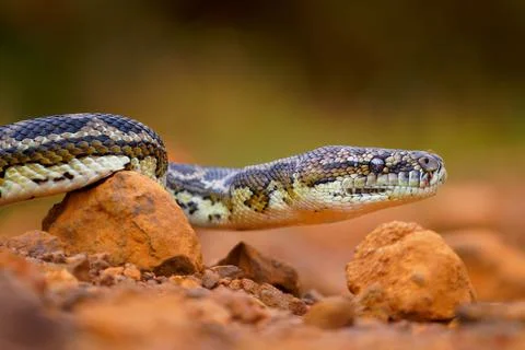 Carpet Python - Morelia spilota large snake of Pythonidae found in Australi.. 写真素材