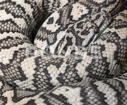 Carpet python Morelia Spilota Stock Photos