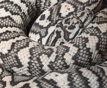Carpet python Morelia Spilota Photos