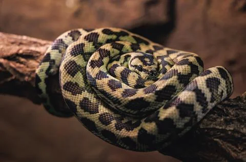 Carpet python - Morelia spilota in a terrarium 스톡 사진