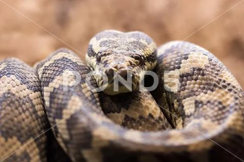 Carpet python - Morelia spilota variegata Stock Photos