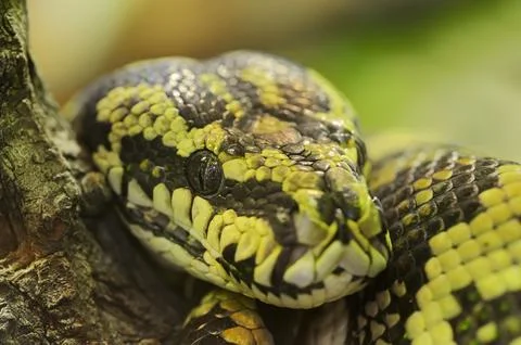Carpet python (Morelia spilota variegata), captive, occurrence in Australia Stock Photos