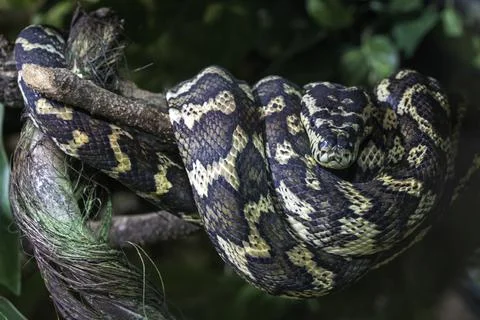 Carpet python (Morelia spilota variegata), curled a, on branchcaptive, Germany, Photos
