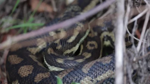 Carpet Python move in undergrowth Stock Footage 287909032