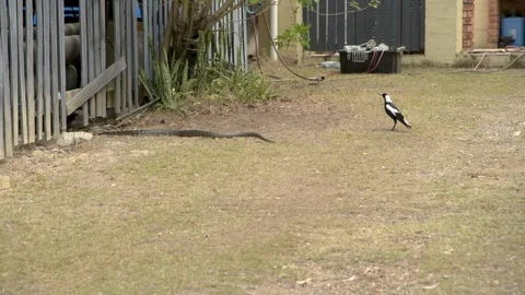 Carpet Python moving across short grass towards while a magpie watches Stock-Footage 250574687