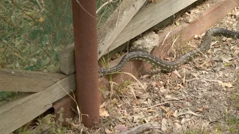 Carpet Python moving through backyard fence Stock-Footage 250574654