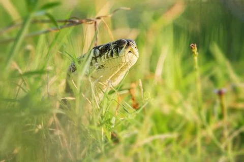 Carpet Python Stock-Fotos