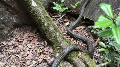 Carpet Python Rainforest Binna Burra Australia. Stockbeeldmateriaal 333483368