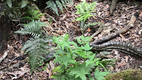 Carpet Python Rainforest Binna Burra Australia. Stockbeeldmateriaal 333483384