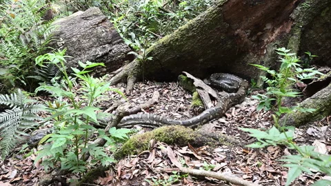 Carpet Python Rainforest Binna Burra Australia. Stockbeeldmateriaal 333483507