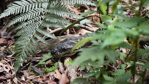 Carpet Python Rainforest Binna Burra Australia. Stockbeeldmateriaal 333483535