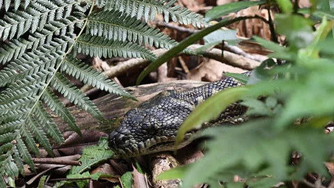 Carpet Python Rainforest Binna Burra Australia. Stockbeeldmateriaal 333483565