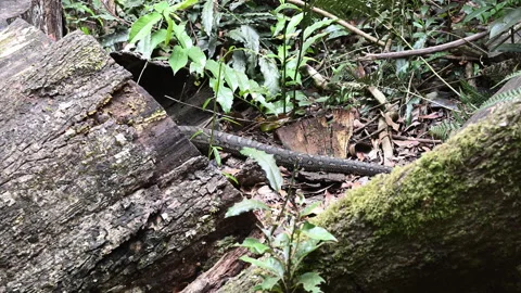 Carpet Python Rainforest Binna Burra Australia. Stockbeeldmateriaal 333483618