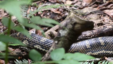 Carpet Python Rainforest Binna Burra Australia. Stockbeeldmateriaal 333483648