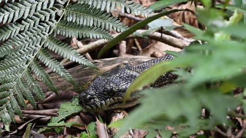 Carpet Python Rainforest Binna Burra Australia. Stockbeeldmateriaal 333483686