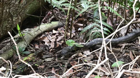 Carpet Python Rainforest Binna Burra Australia. Stockbeeldmateriaal 333483707