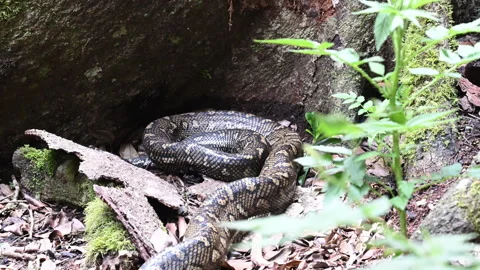 Carpet Python Rainforest Binna Burra Australia. Stockbeeldmateriaal 333483812