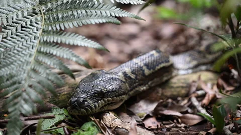 Carpet Python Rainforest Binna Burra Australia. Stockbeeldmateriaal 333483852