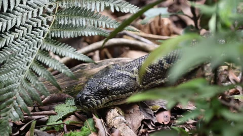 Carpet Python Rainforest Binna Burra Australia. Stockbeeldmateriaal 333483923