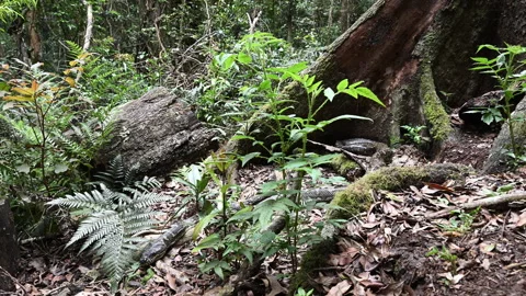 Carpet Python Rainforest Binna Burra Australia. Stockbeeldmateriaal 333483926